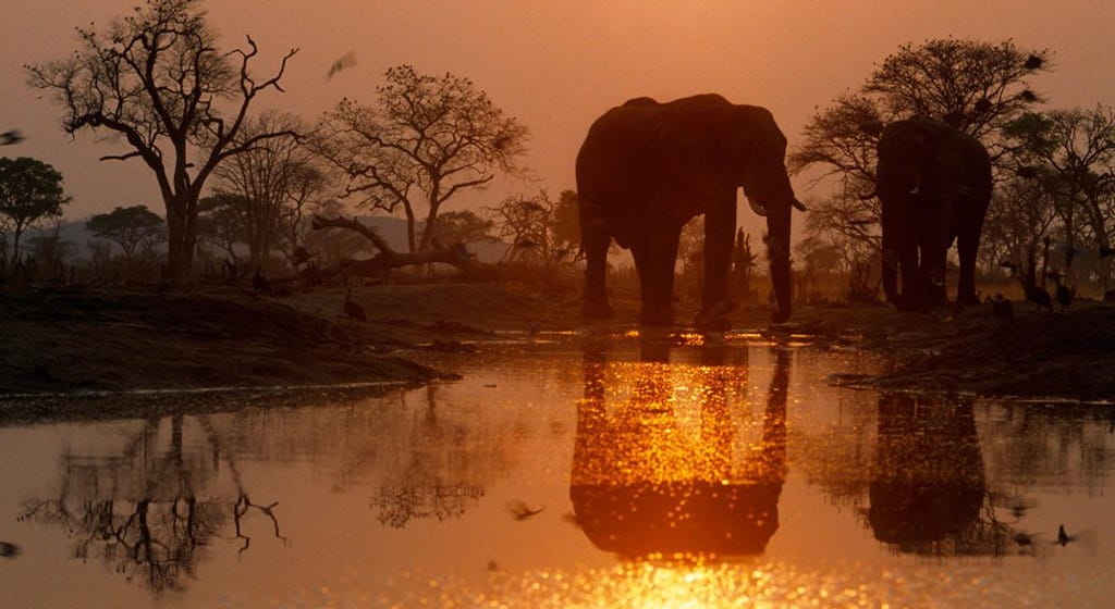 01_botswana_elephant.adapt.1190.1